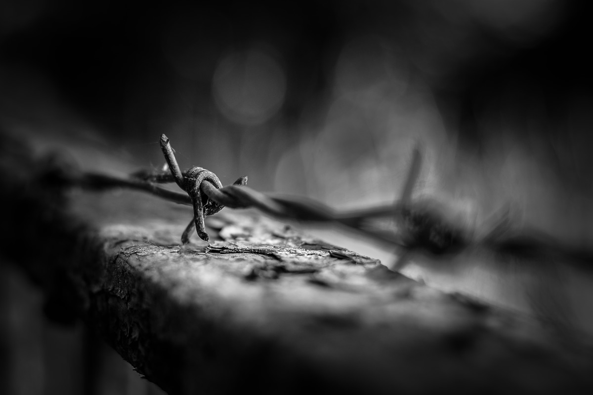 The savage beauty of barbed wire.