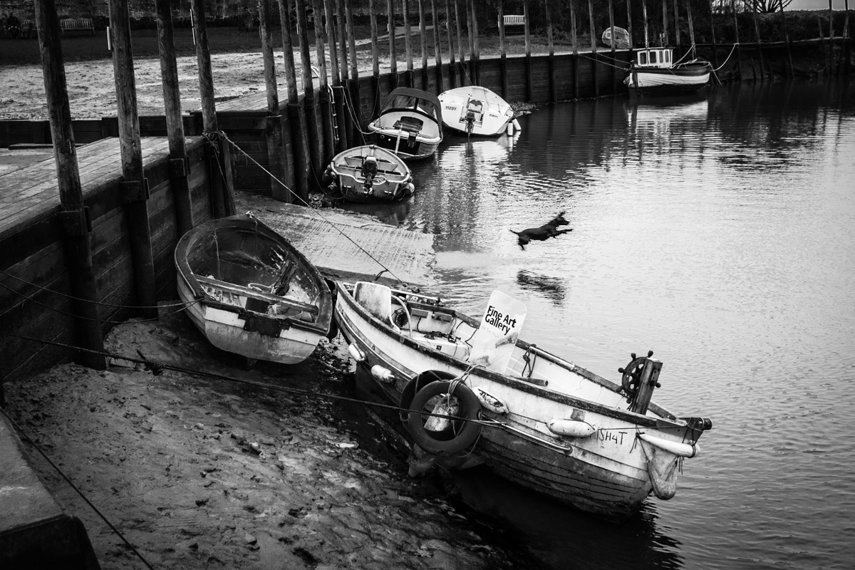 A dog jumping into the harbour at Blakeney.