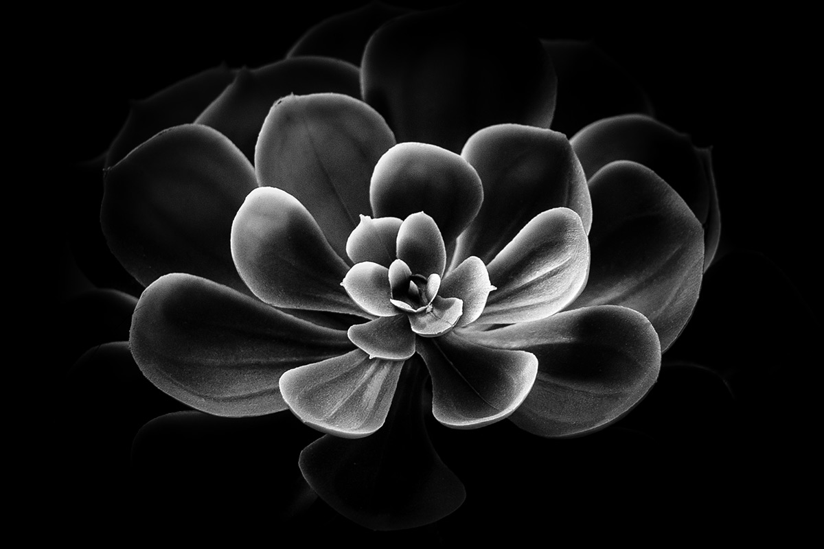 The fake in strong contrasting light.