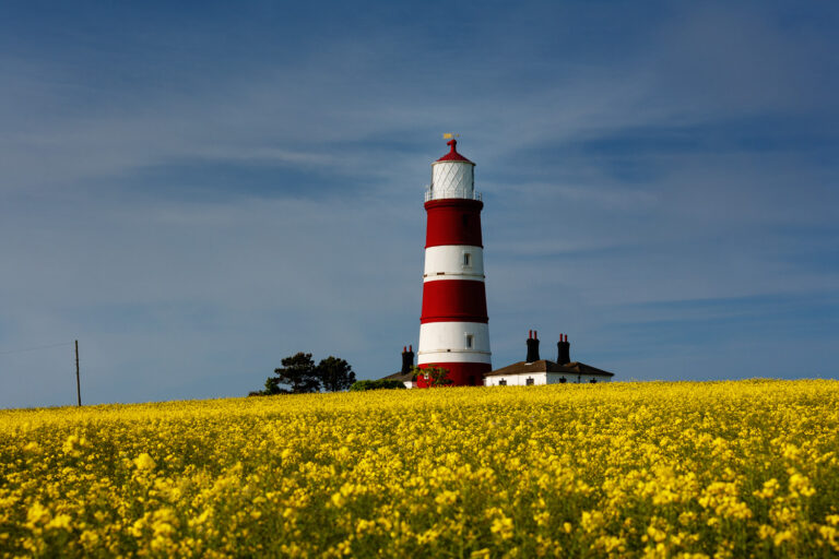 Happisburgh Lighthouse in Rapeseed Crop